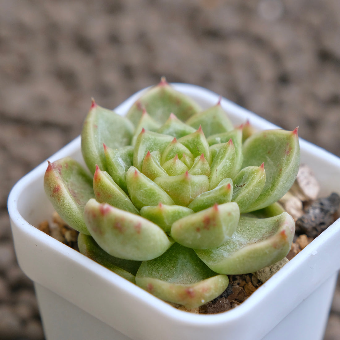 Echeveria Sky Jelly Imported Succulent Plant - B