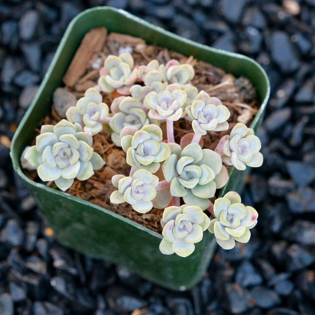 Sedum Cape Blanco Succulent Plant