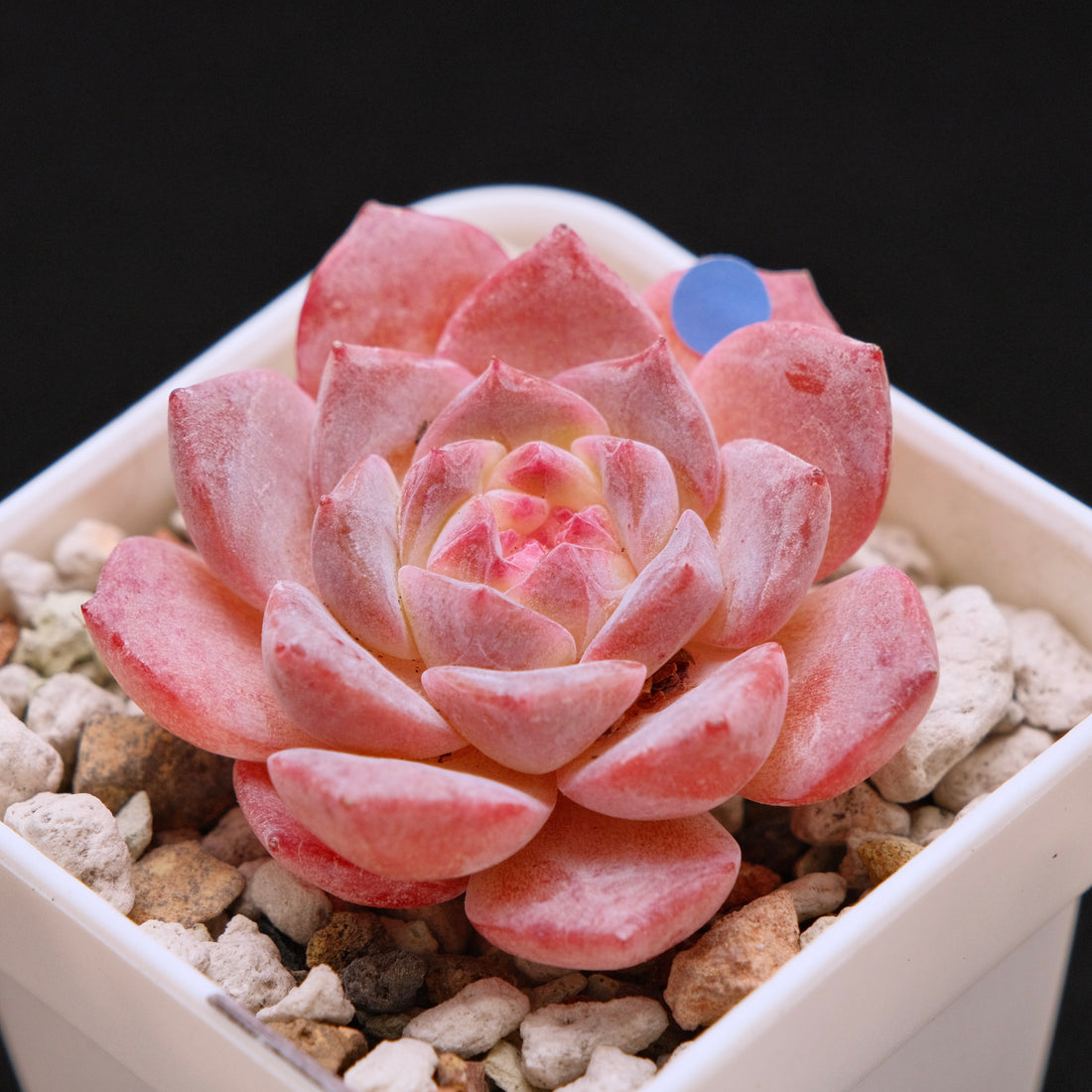 Echeveria Rosé Imported Succulent Plant *New* 月牙杂