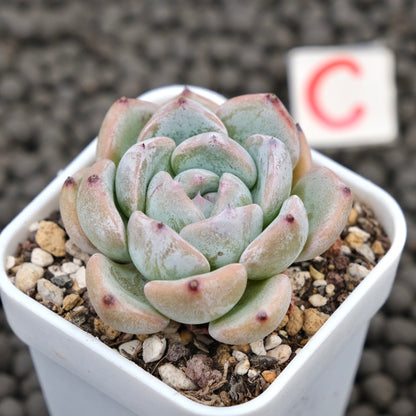 Echeveria Sunsu Korean Succulent Plant Hwaga Hybrid