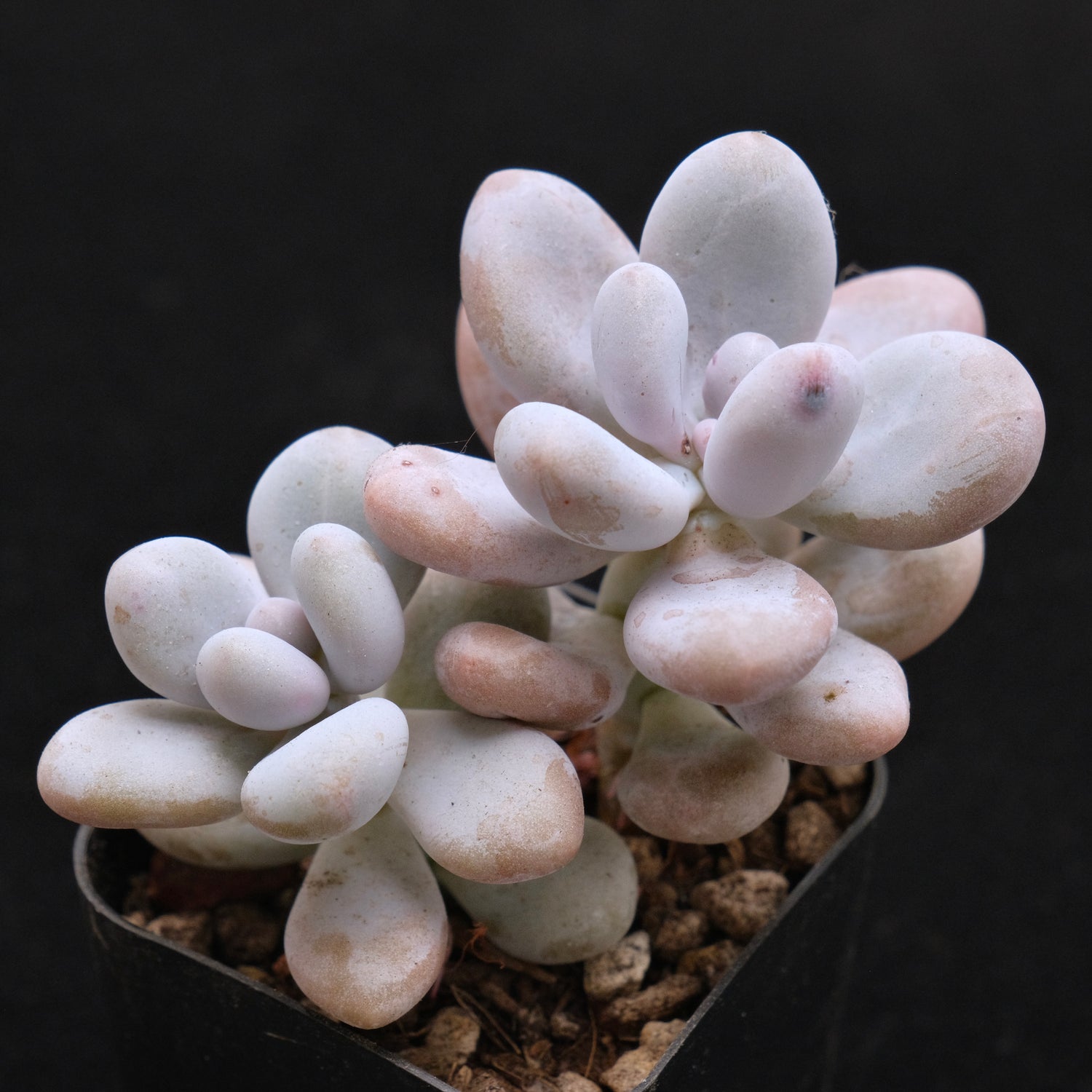 Graptophytum Royal Pretty Korean Succulent Plant Air Magic Hybrid