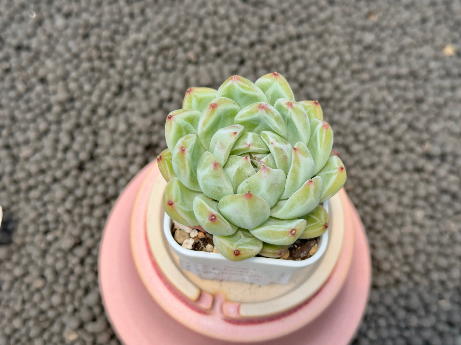 Echeveria Snowflake Jelly Korean Succulent Plant