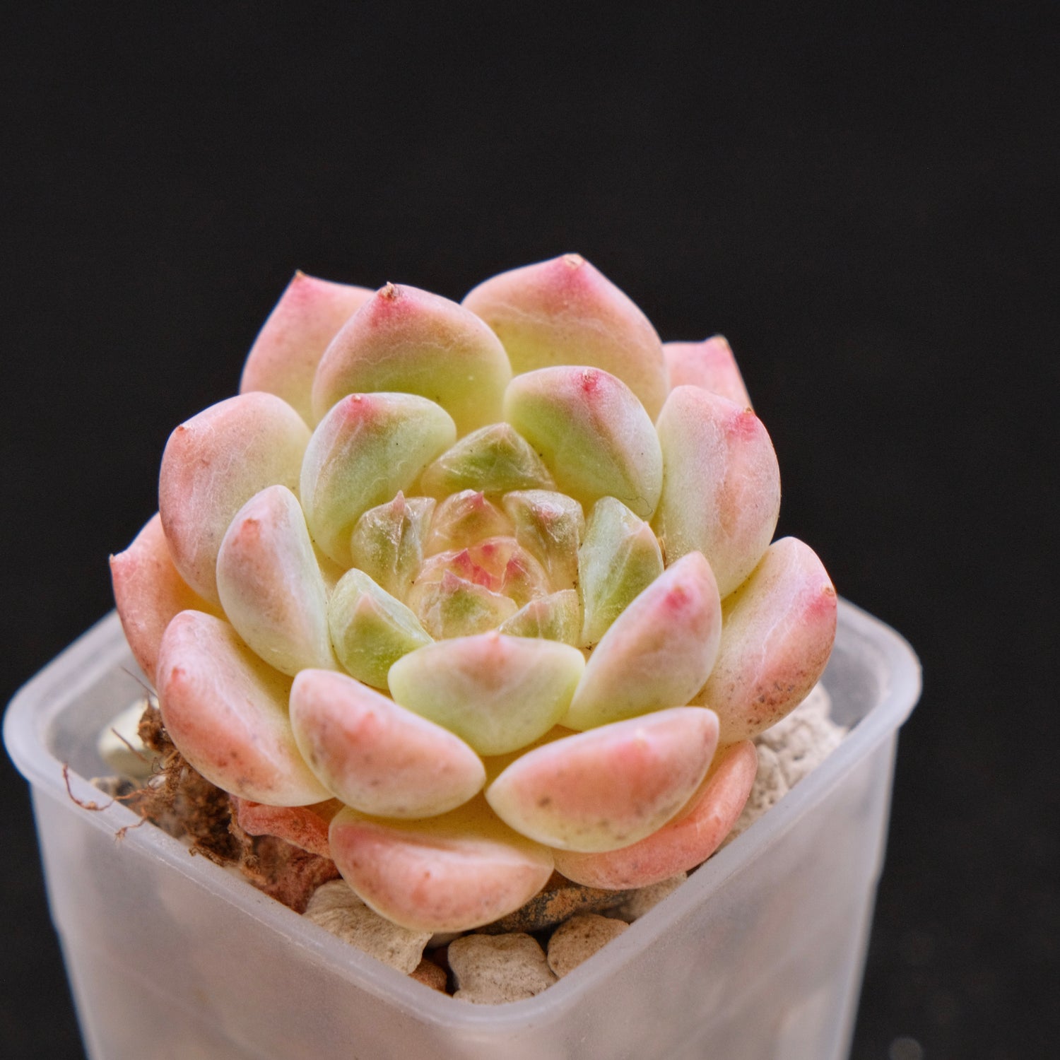 Echeveria Ice Soul Imported Succulent Plant *New* 秘境冰魄