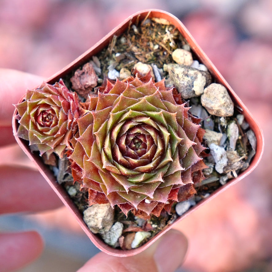 Sempervivum Red Rubin Succulent Plant