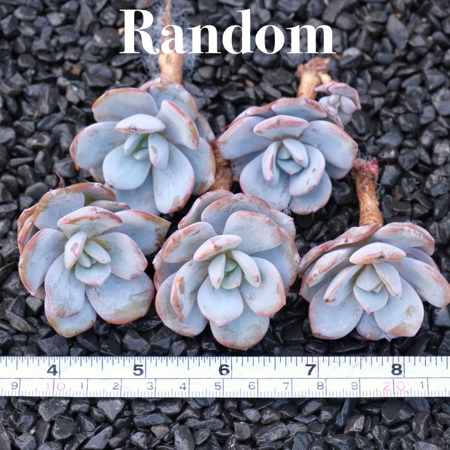 *New* Echeveria Cream Tea hybrid Korean Imported Succulent Plant