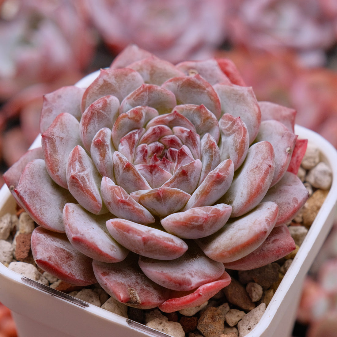 Big Echeveria Pink Jenny Korean Succulent Plant