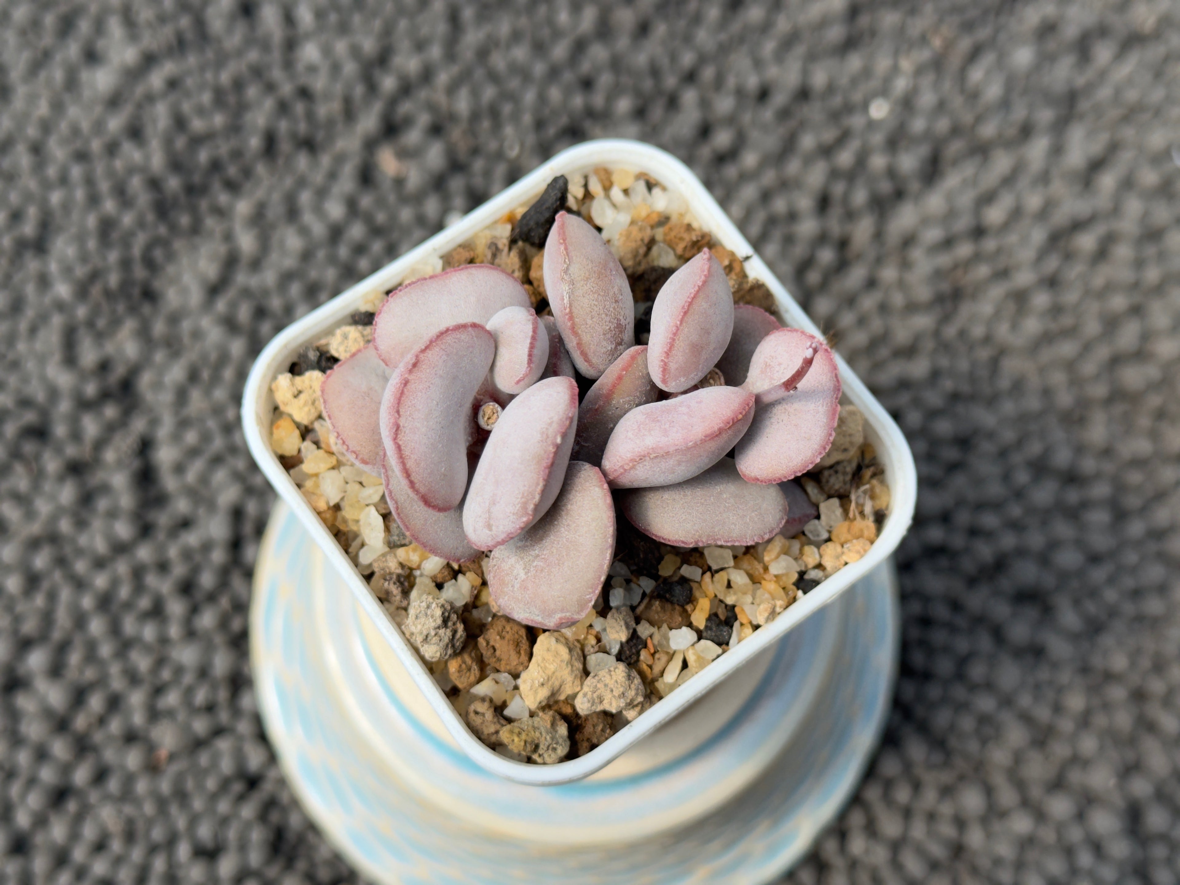 Adromischus Red Egg (L) Imported Succulent Plant