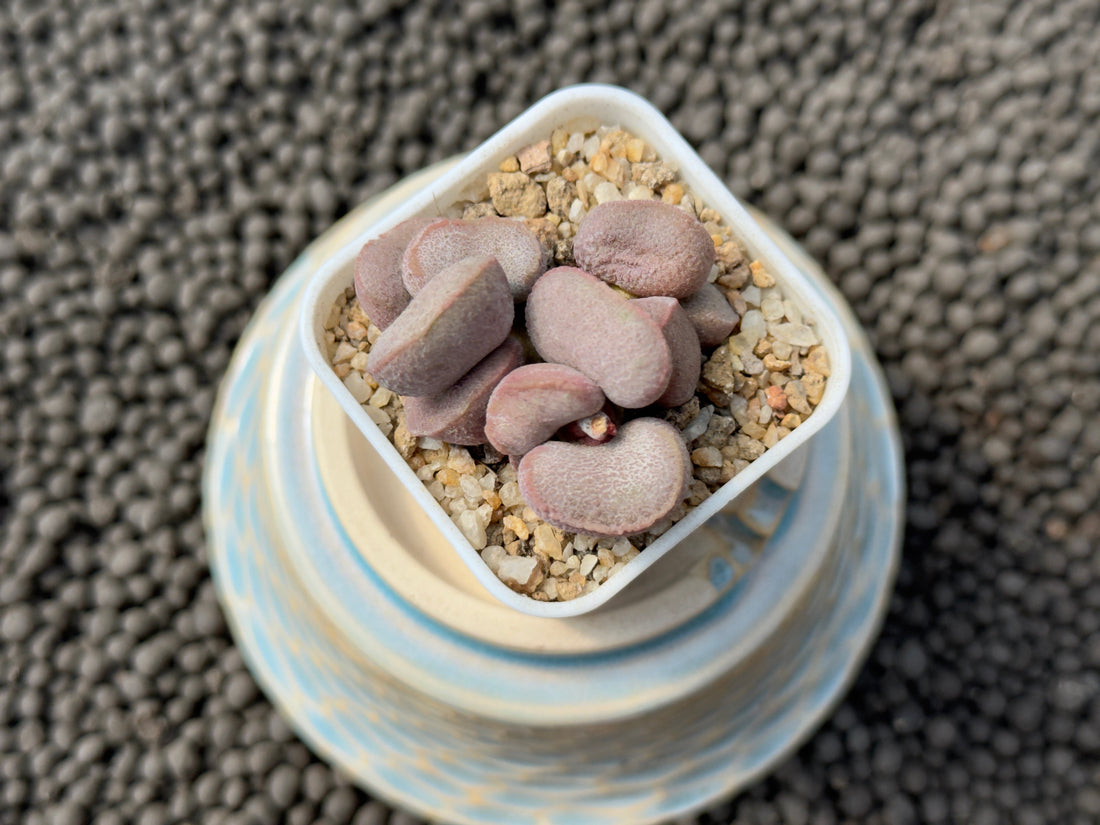 Adromischus &