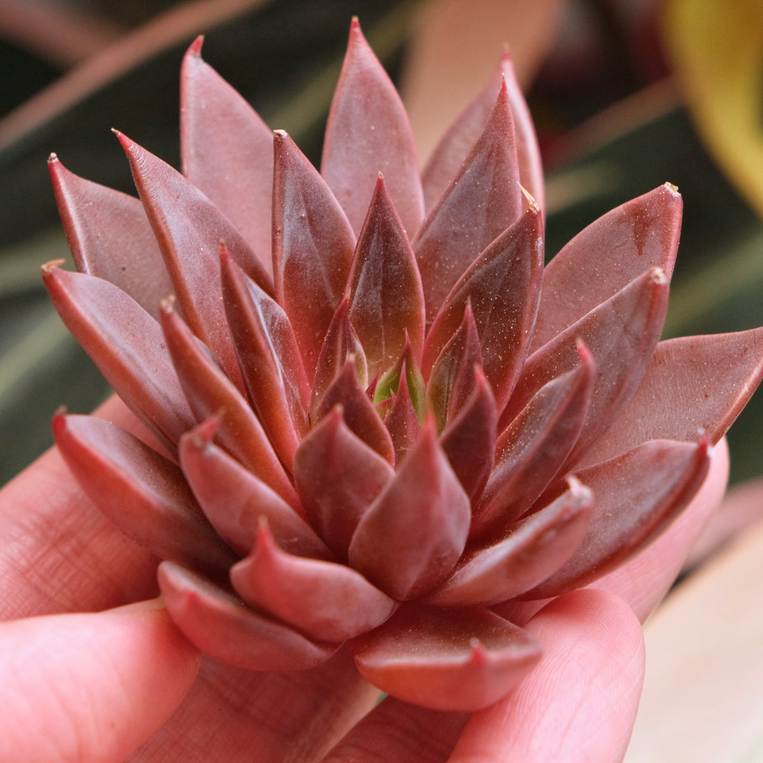 Echeveria Let&