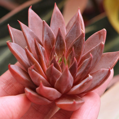 Echeveria Let&