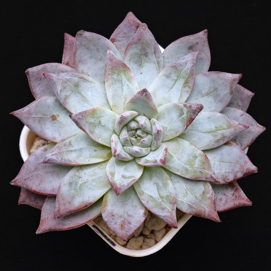 Big Echeveria Black Sabbath hybrid Korean Succulent Plant