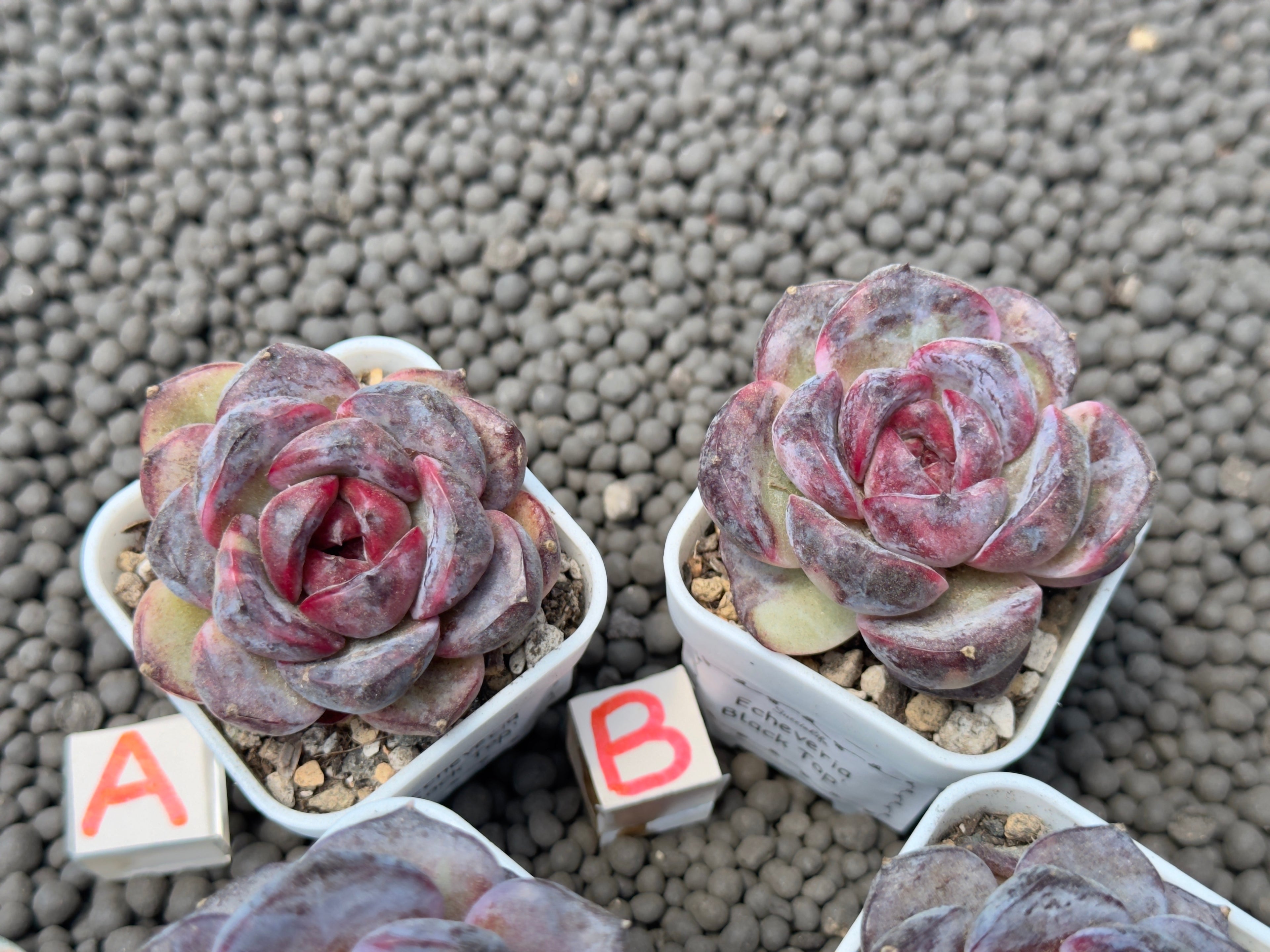 Echeveria Black Top Korean Succulent Plant