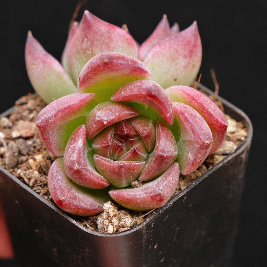 *New* Echeveria Pink Champagne x colorata E Korean Imported Succulent Plant