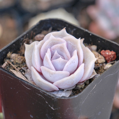 Echeveria Lilacina Succulent Plant