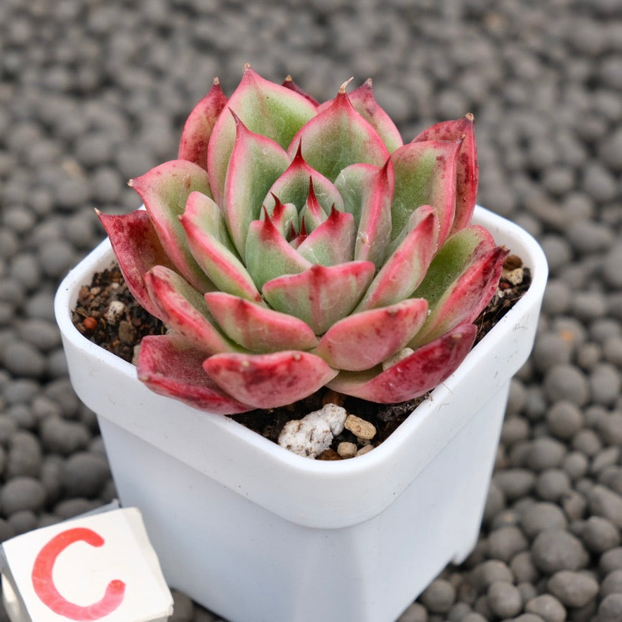 Echeveria Star Boss Imported Succulent Plant