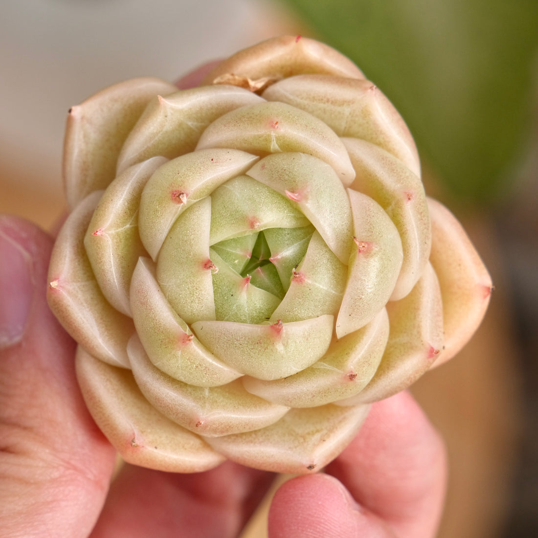Echeveria Malgan Imported Succulent Plant