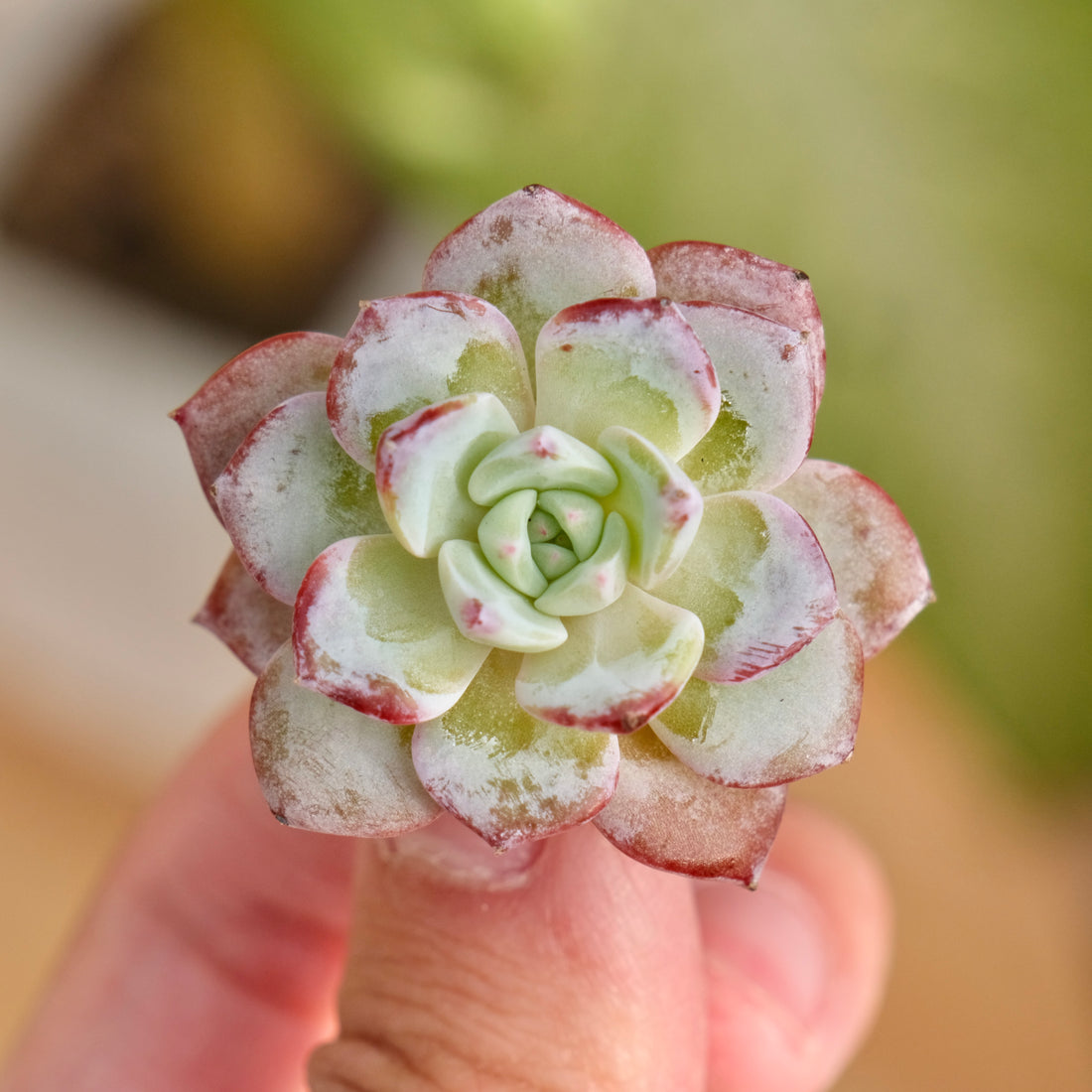 Echeveria Moby Dick Korean Succulent Plant Rare Hwaga hybrid