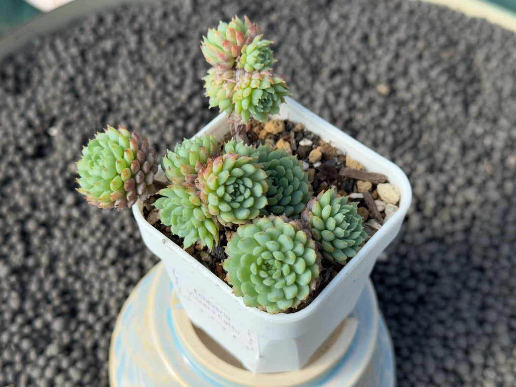 Echeveria Vincent Catto Imported Succulent Plant