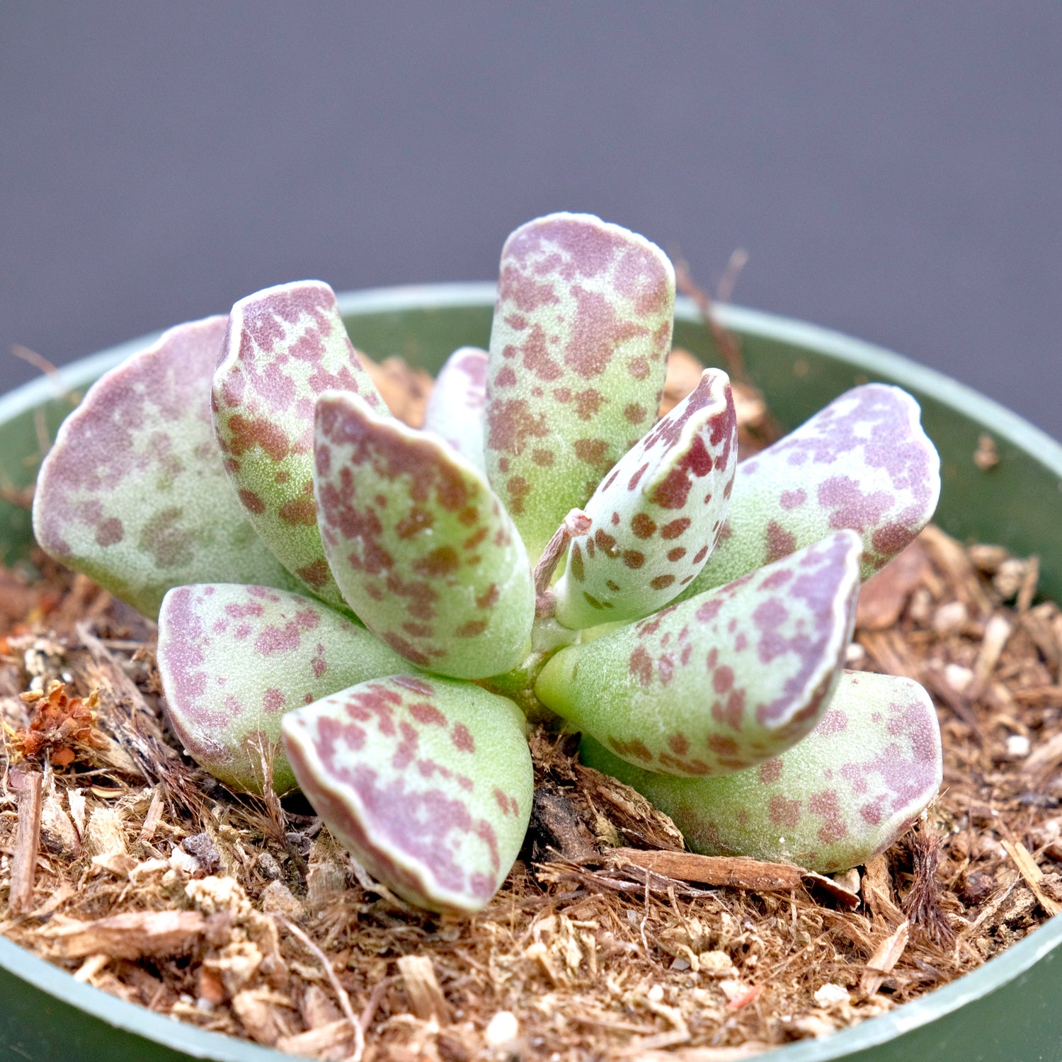 Adromischus cooperi Succulent Plant