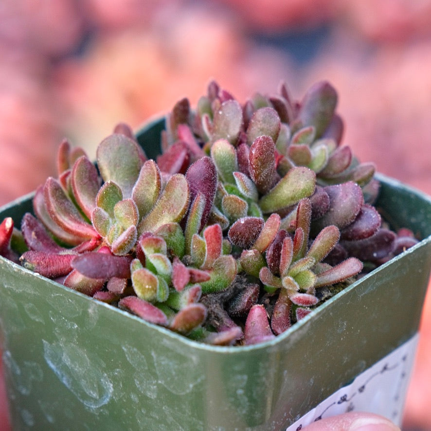 Crassula pubescens Succulent Plant