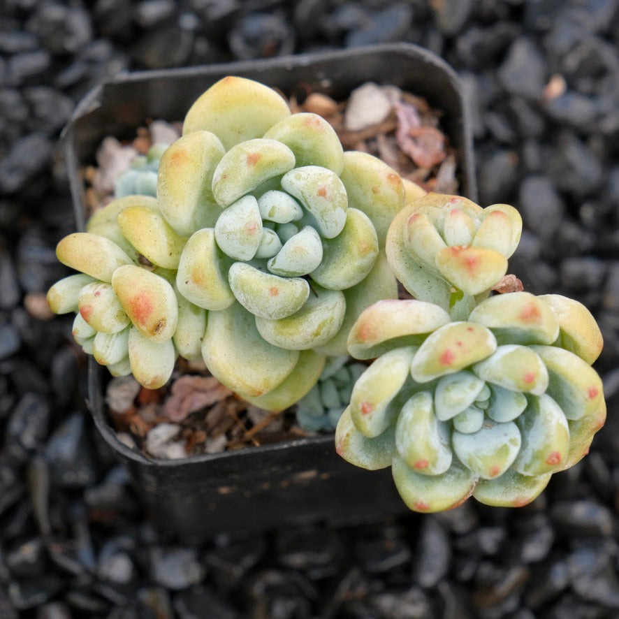 Sedum clavatum Succulent Plant