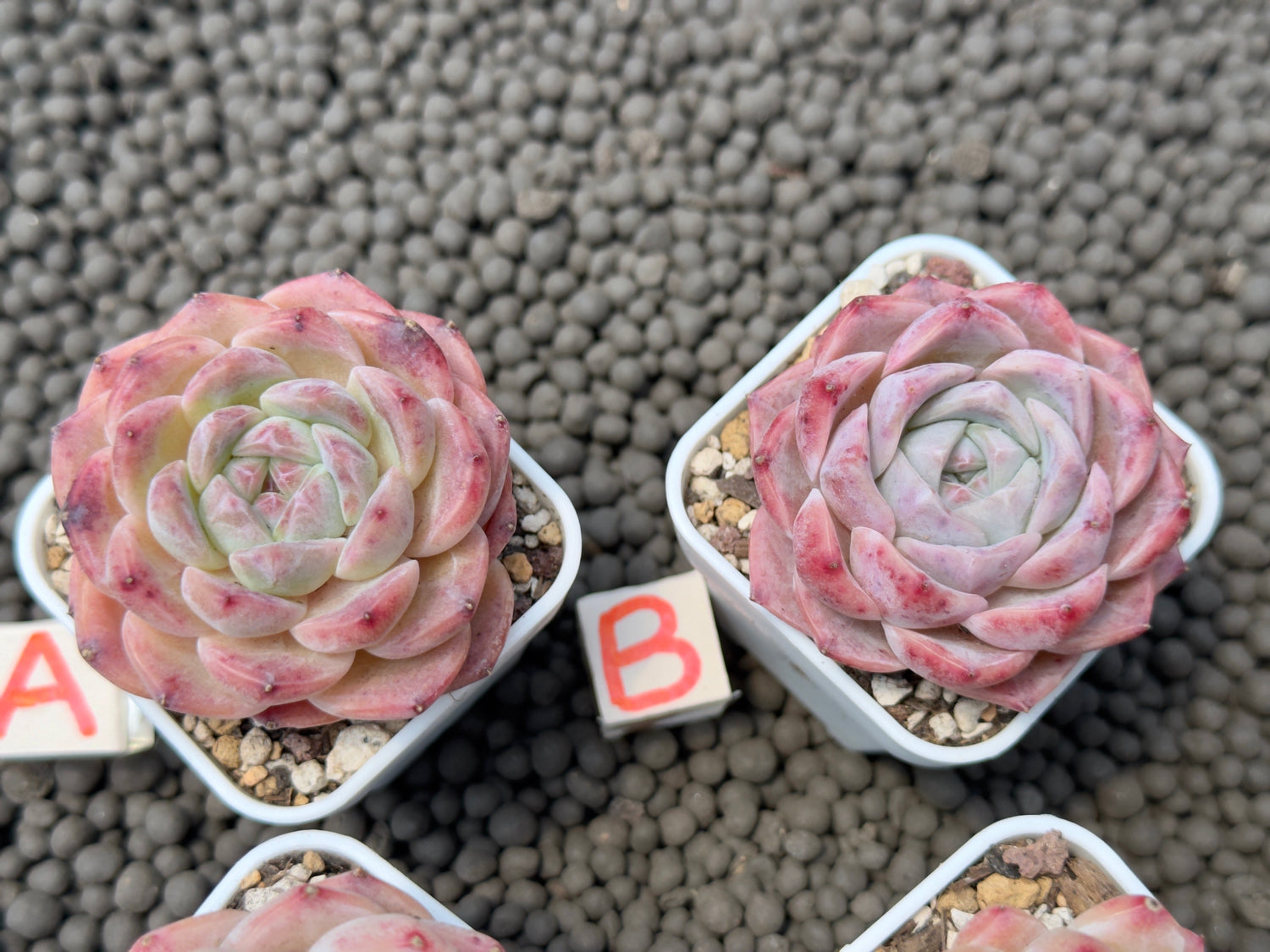 Echeveria Pink Lina Imported Succulent Plant