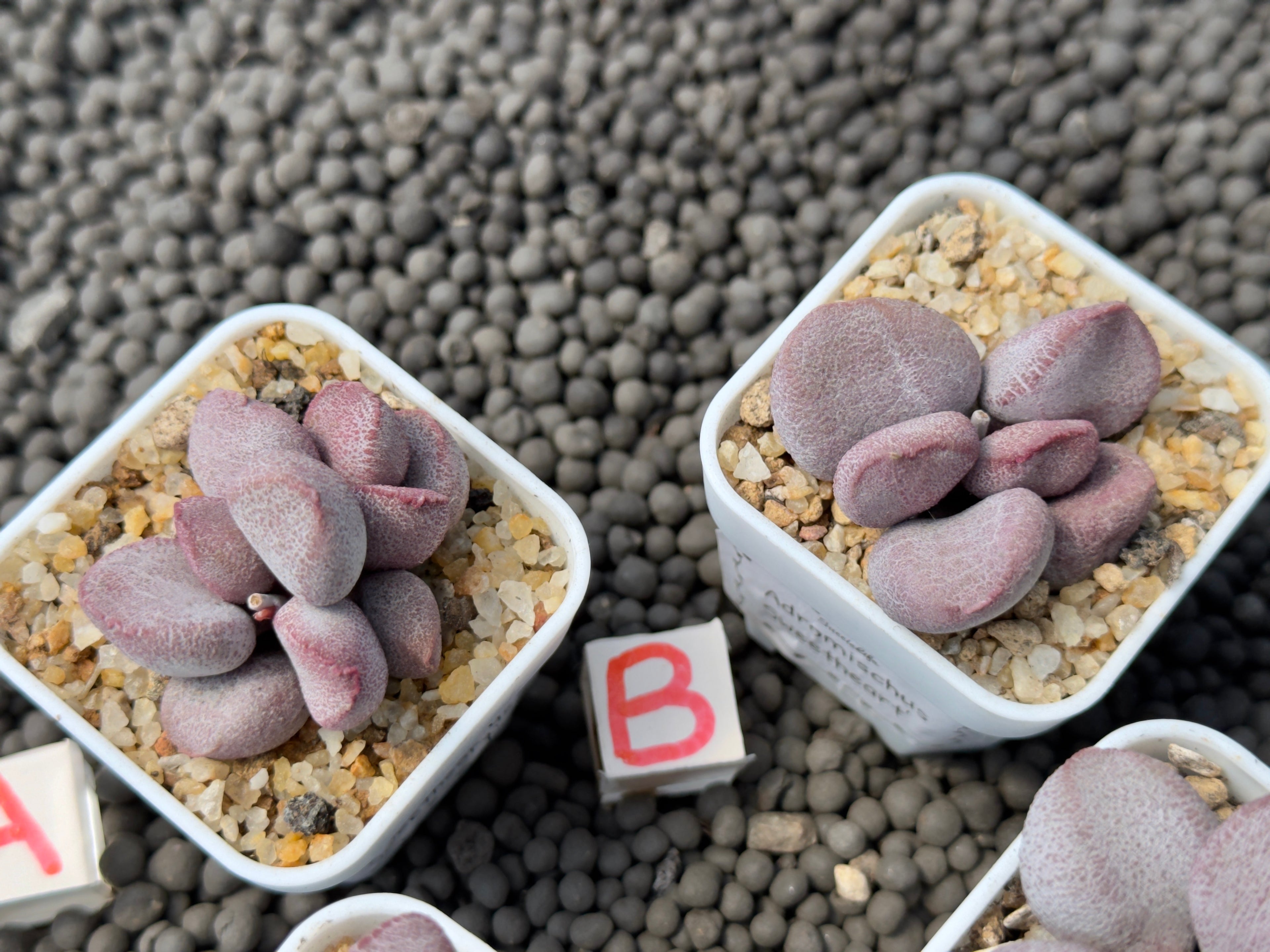 Adromischus &