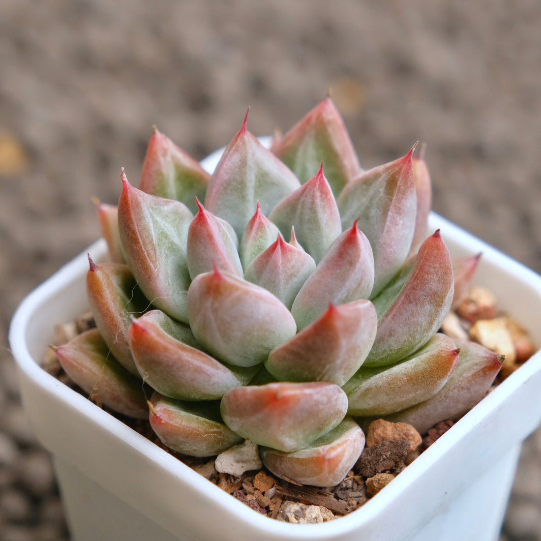 Echeveria Banksy Imported Succulent Plant