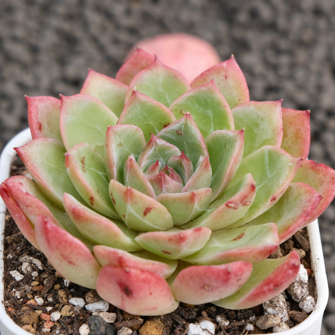 Echeveria Colorado Korean Succulent Plant Changhee Hybrid