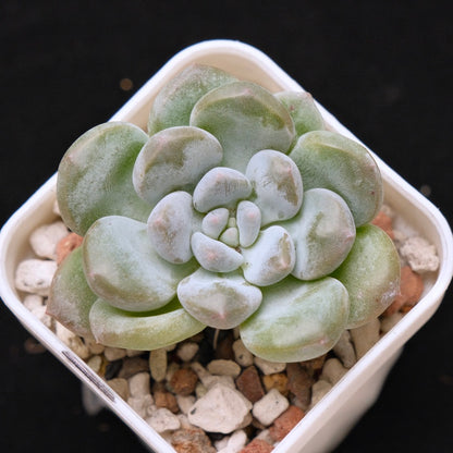 Pachyveria Gold Candy Korean Succulent Plant *New*