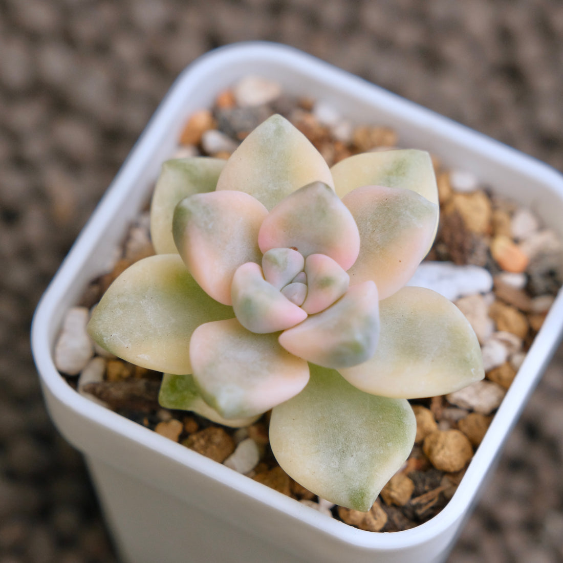 Graptoveria Titubans variegated Imported Succulent Plant