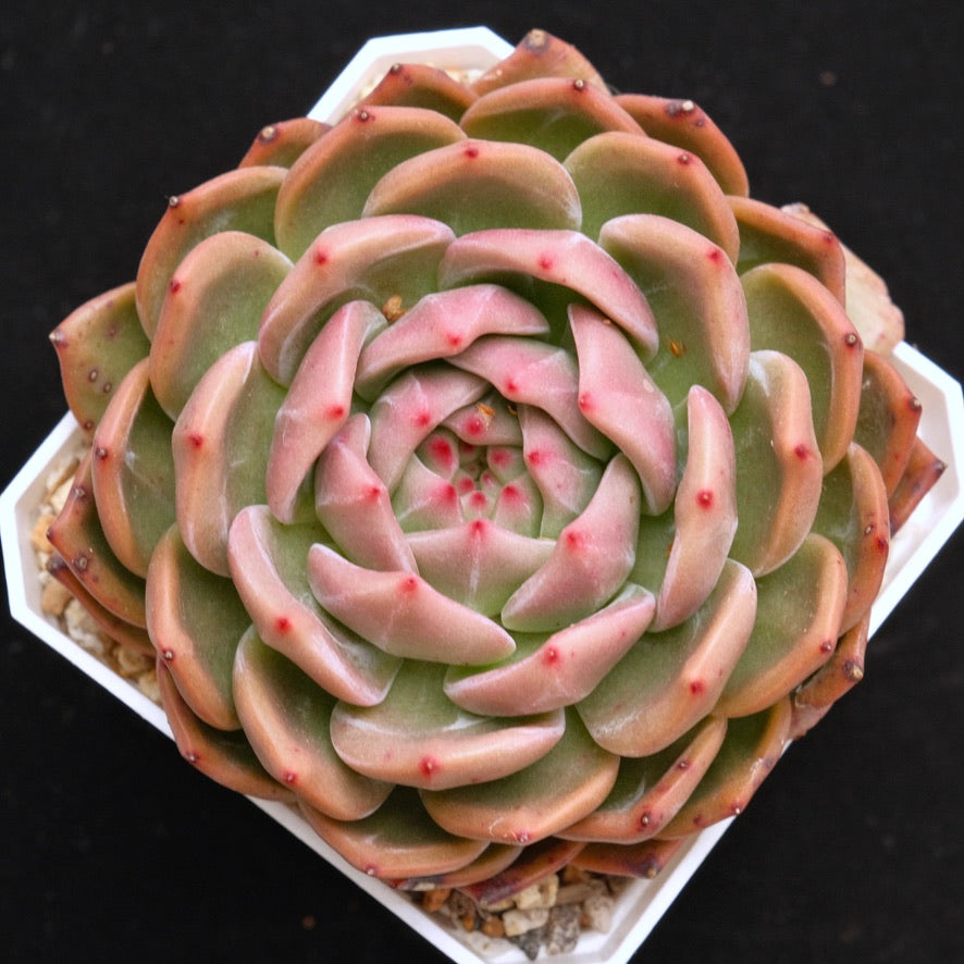 Big Echeveria Luna Solar Korean Succulent Plant