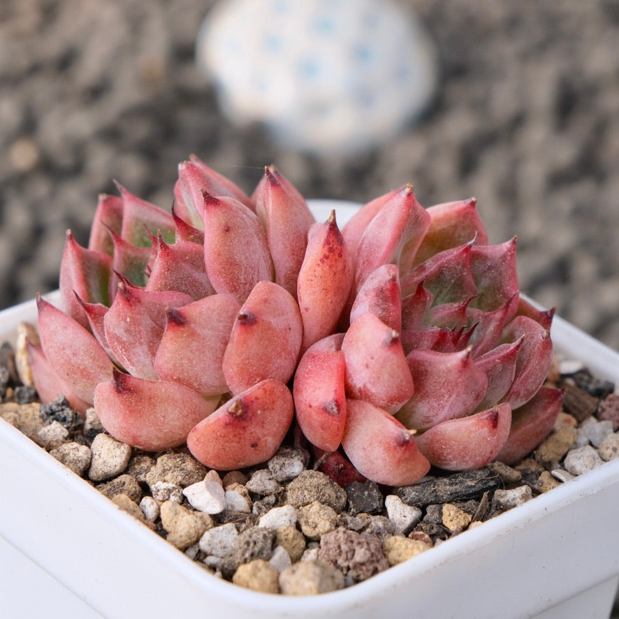 Echeveria Sara Bear Korean Succulent Plant