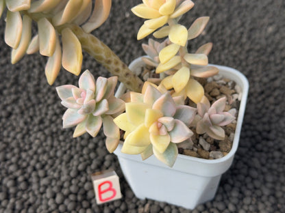 Variegated Graptosedum Ghosty Imported Succulent Plant