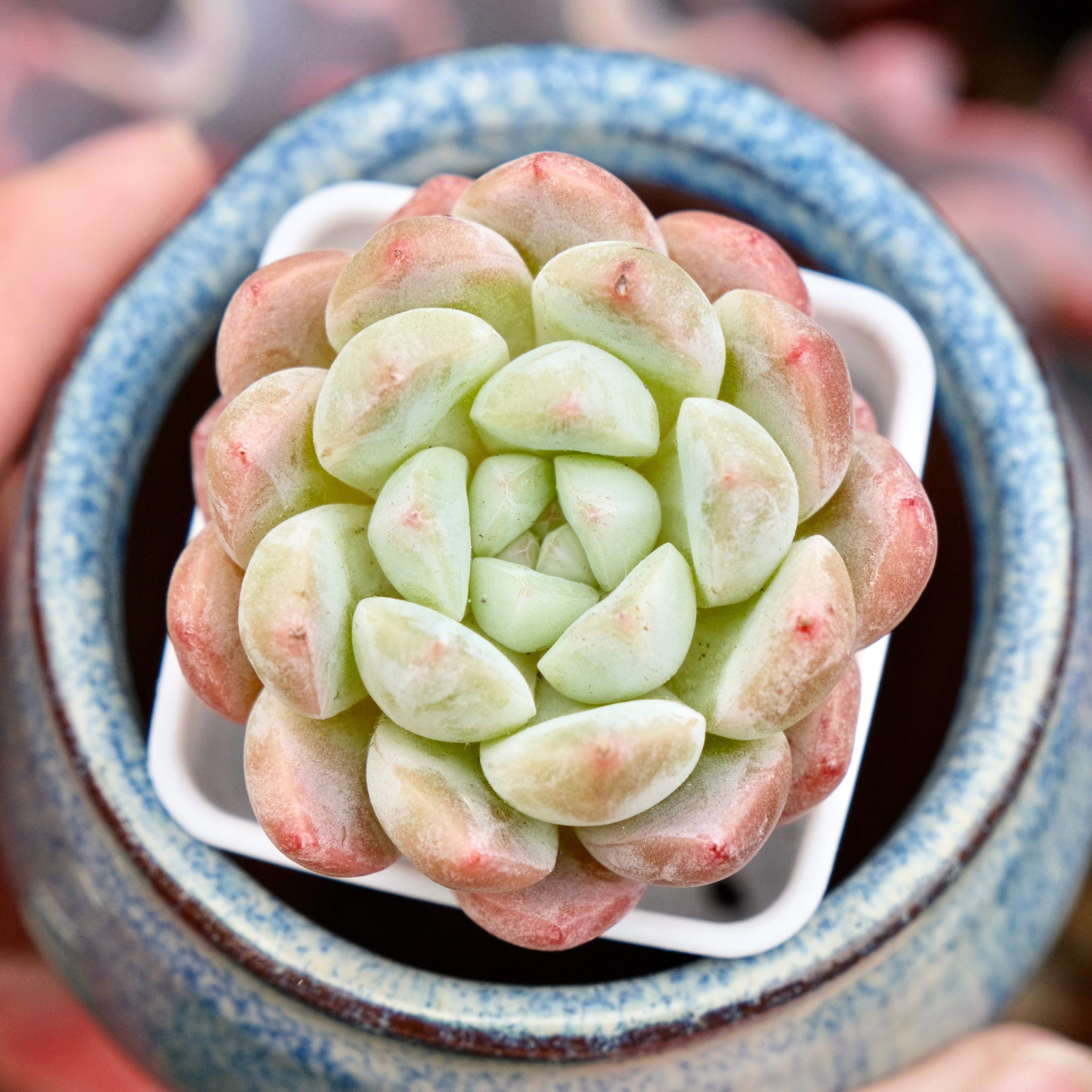 Echeveria Viyant x Monroe Imported Succulent Plant