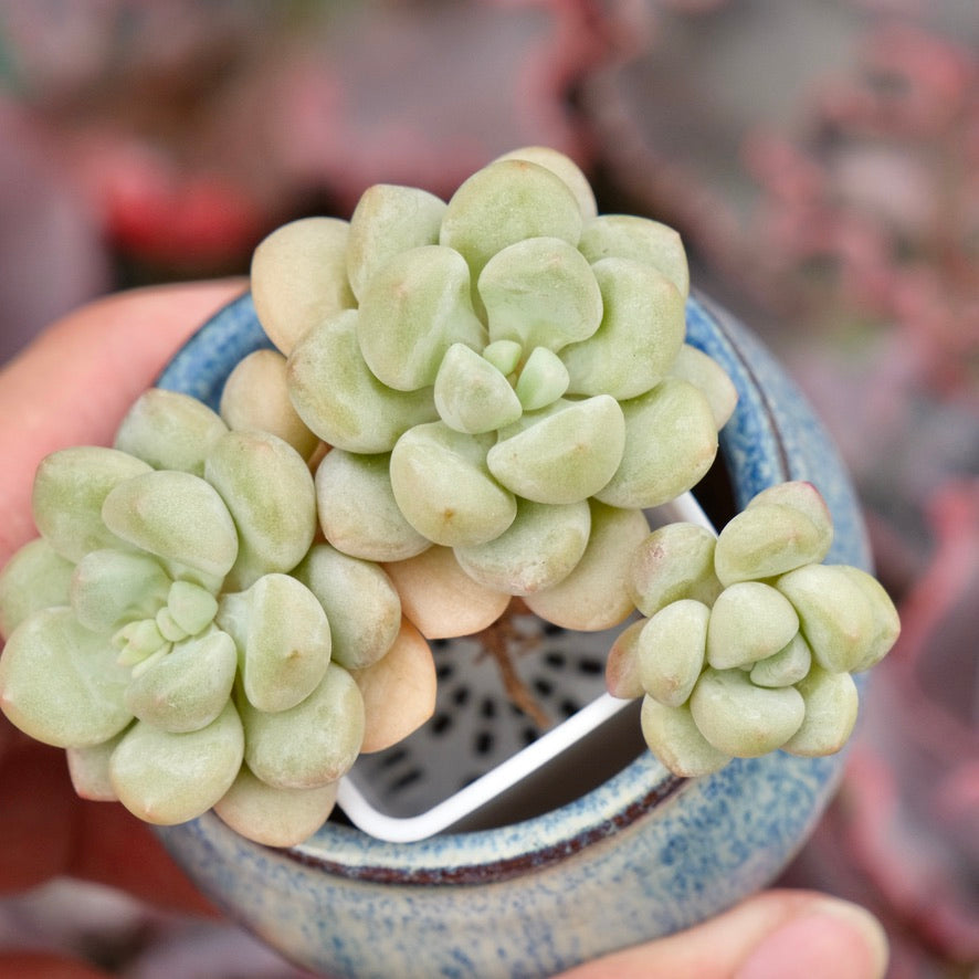 Graptosedum Bubble Gum Imported Succulent Plant