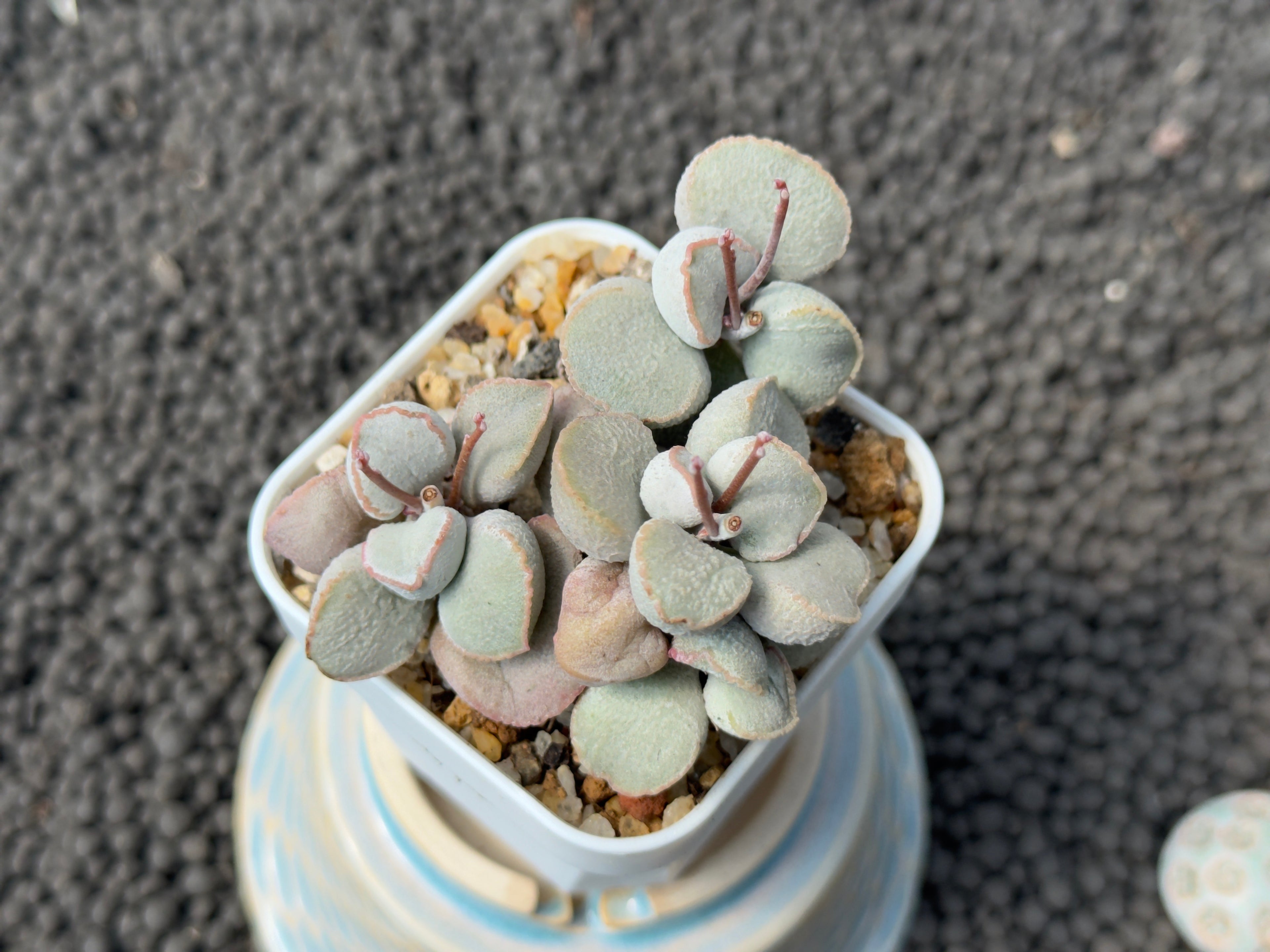 Adromischus Pink Snow Egg (L) Imported Succulent Plant