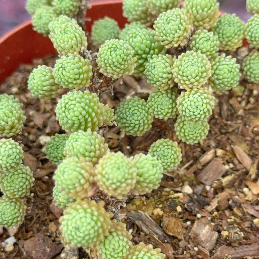 Sedum multiceps Succulent Plant