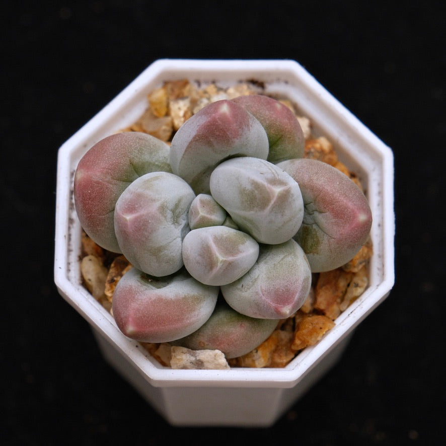 Pachyphytum Fresh Ball Korean Succulent Plant