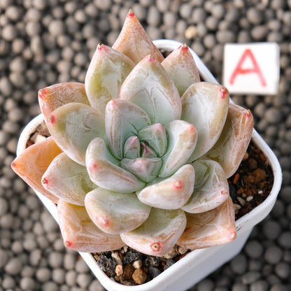 Echeveria Tolimanensis x Tapalpa Korean Succulent Plant Changhee Hybrid