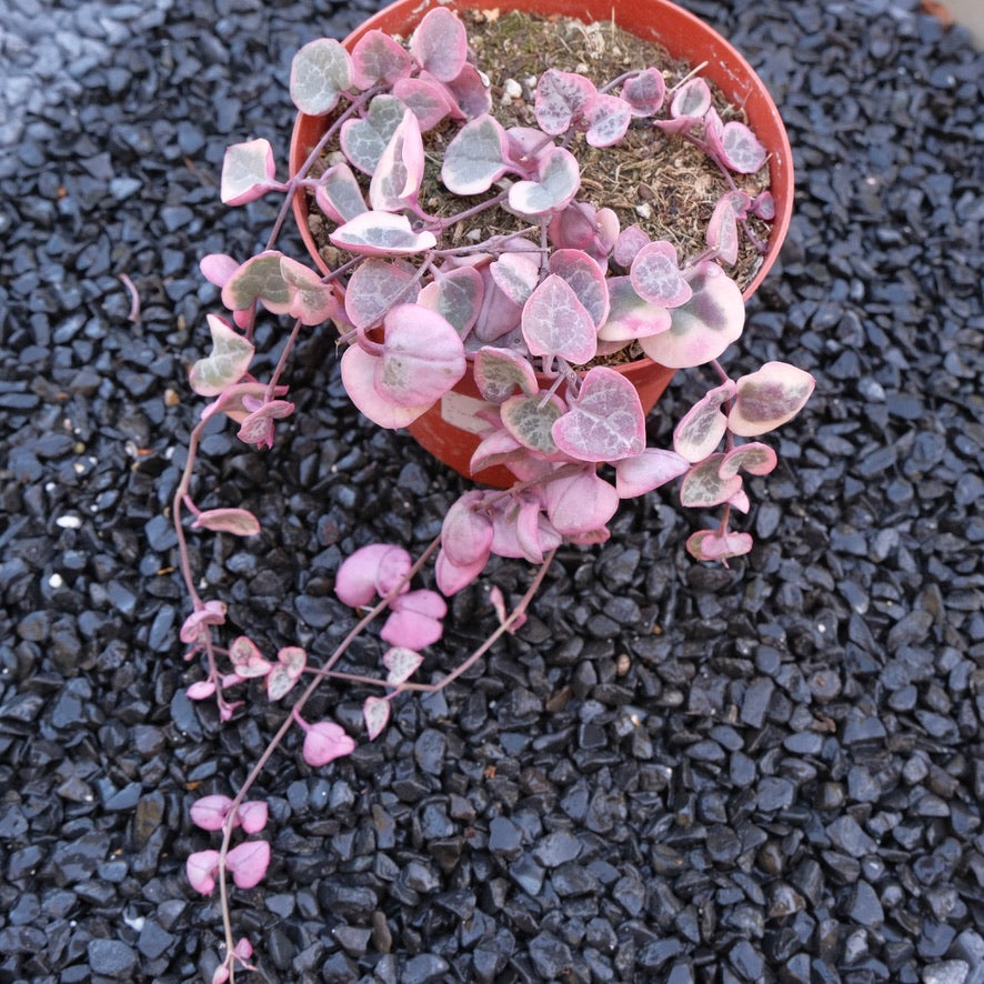 4 inch Variegated String of Hearts Succulent Plant