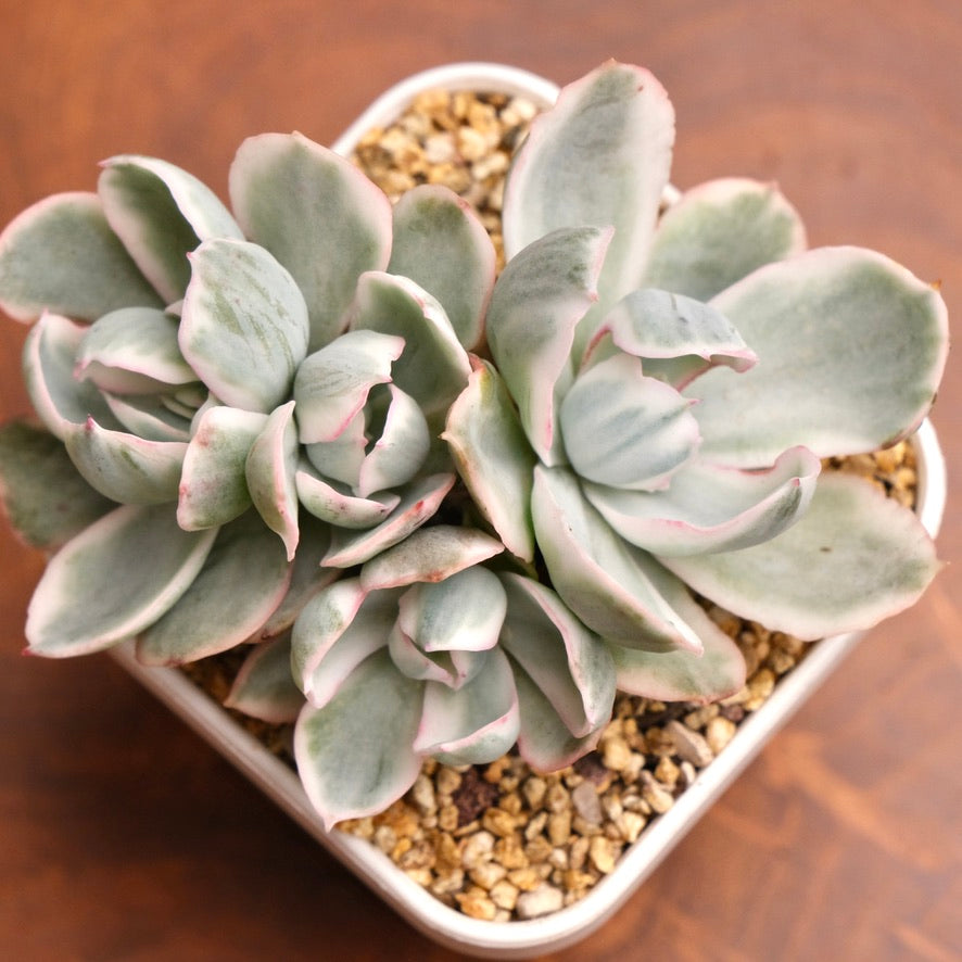 Variegated Echeveria Berkeley Light Imported Succulent Plant (Not recommended for indoor growing)