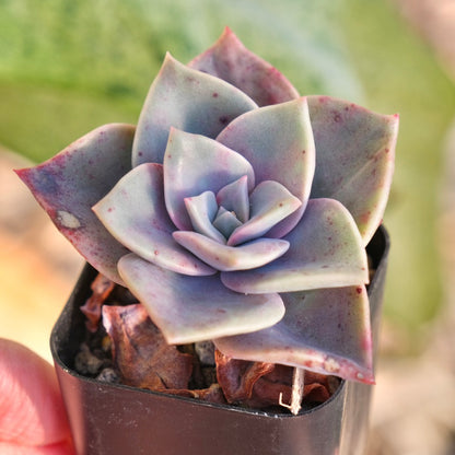 Graptoveria Albert Baynes Korean Succulent Plant