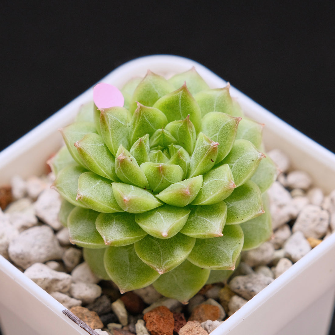 Echeveria Malgan hybrid Imported Succulent Plant *New* 美妮杂