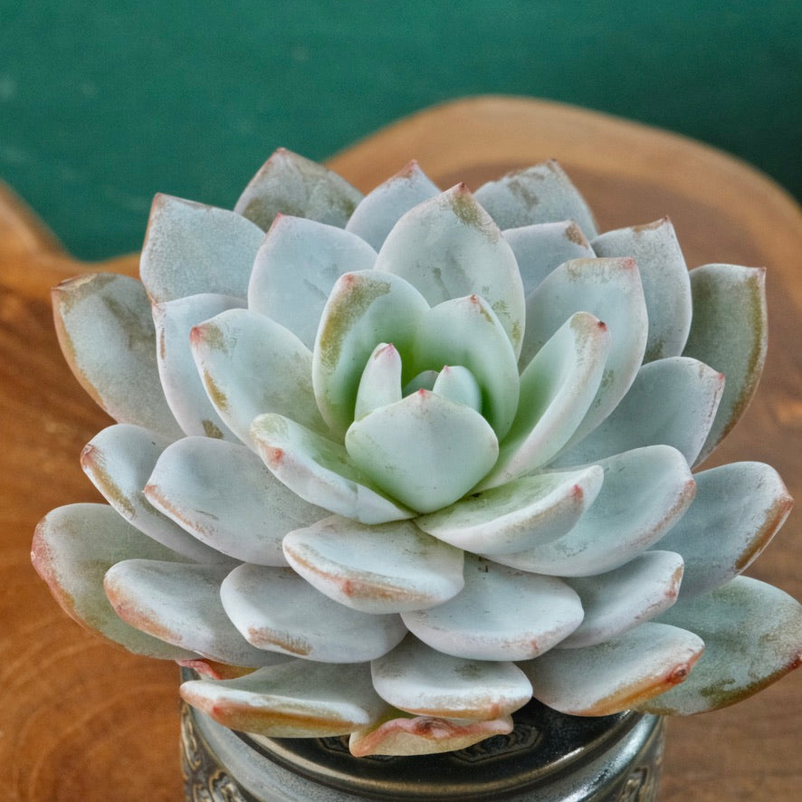 Big Echeveria Dudu Imported Succulent Plant Laui hybrid