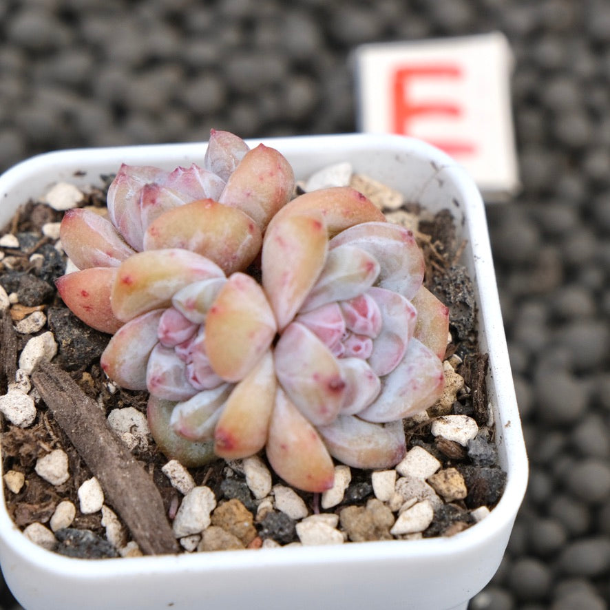 Echeveria Hoshikage Imported Succulent Plant