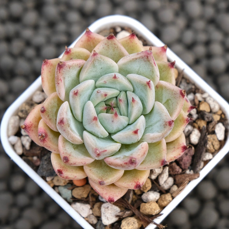 Echeveria zaragoza hybrid Korean Succulent Plant