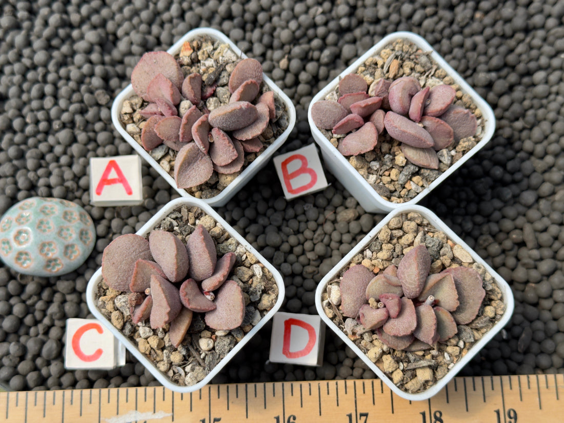 Adromischus &