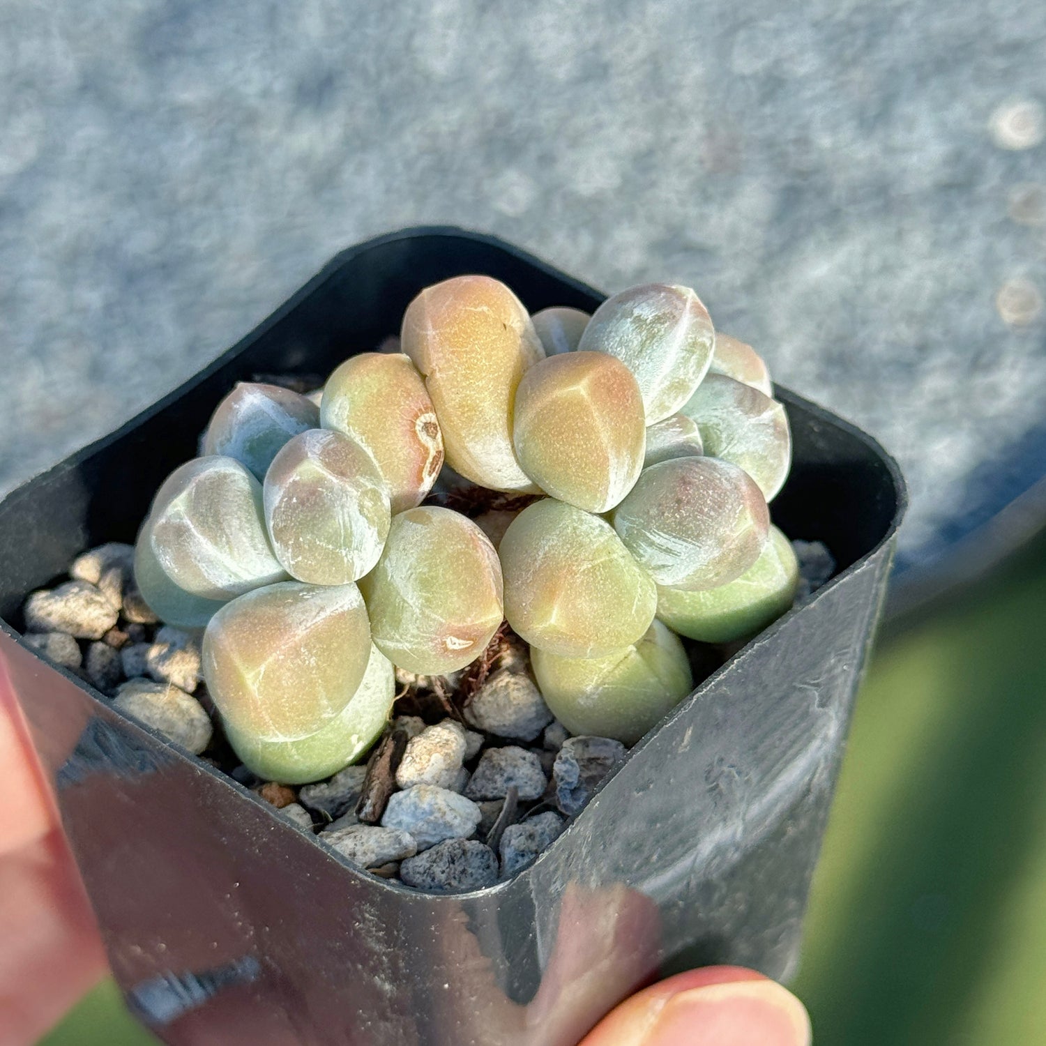 Pachyphytum Fresh Ball Korean Succulent Plant