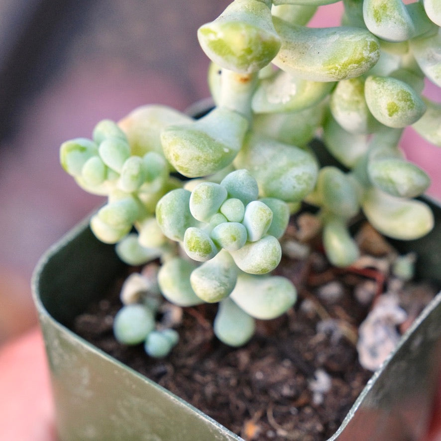 Sedum treleasei Succulent Plant